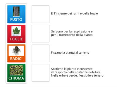 Le parti della pianta