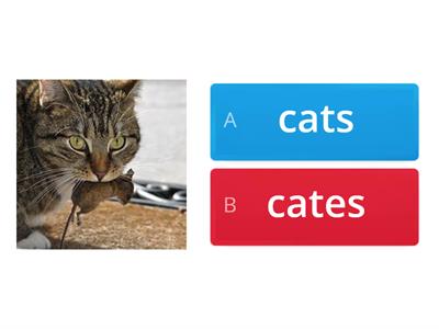 Plural of the nouns(regular)