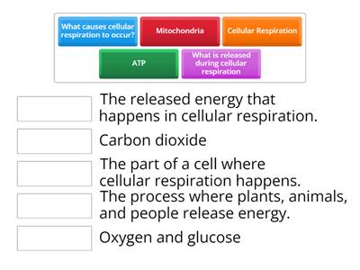 Cellular Respiration
