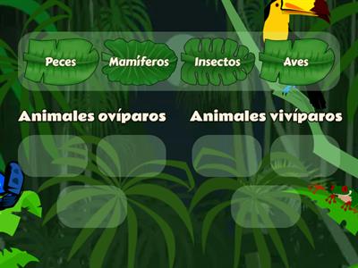 Los animales realizan las funciones vitales: función de reproducción