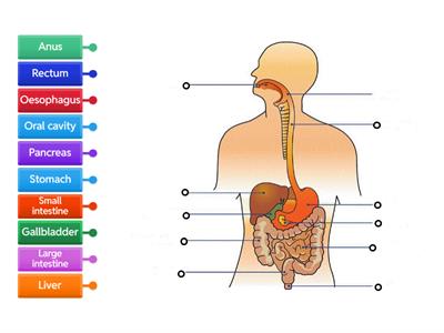  The digestive system