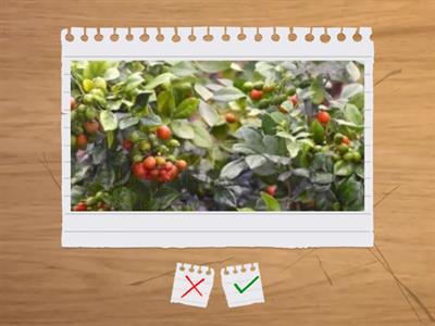 造園丙級植物識別字卡