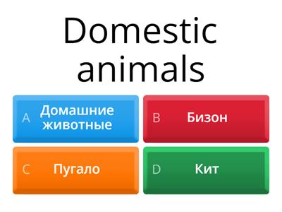 Animals 