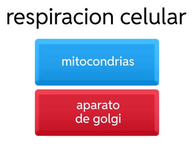 Los organelos de la celula