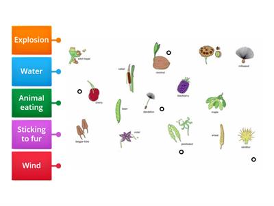 Seed dispersal