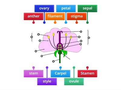 Reproductive parts of a flowering plant JM