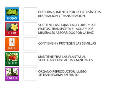 PARTES DE LA PLANTA Y SUS FUNCIONES