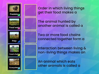 Food chains & Food webs