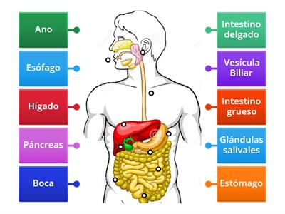 Sitema Digestivo