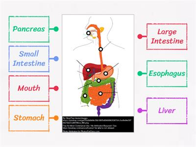 Digestive System