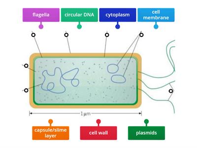 prokaryotic cells