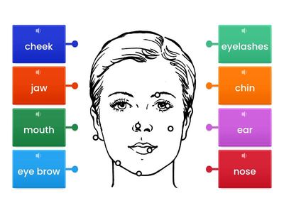 Parts of the Face