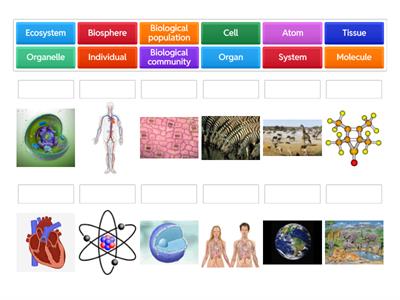 Biological Levels of Organization