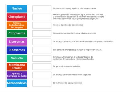 ORGÁNULOS CELULARES 