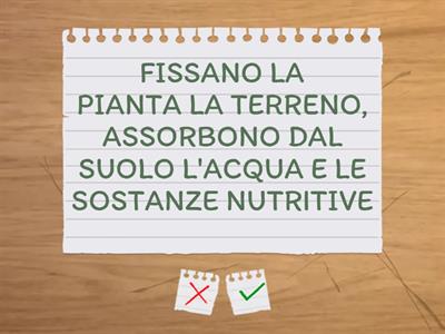 Flash Card: Le parti di una pianta