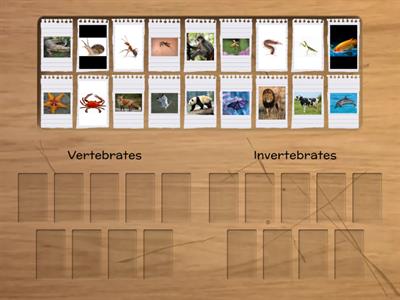 Vertebrates and Invertebrates