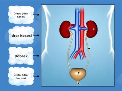 6. Sınıf Boşaltım Sistemi