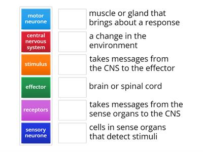 Nervous system key words