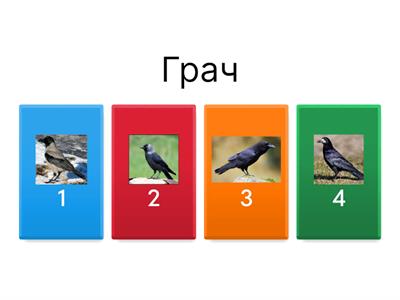 Птицы 1