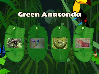 Rainforest Animals