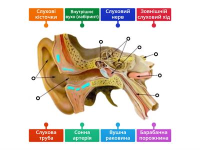 Будова вуха