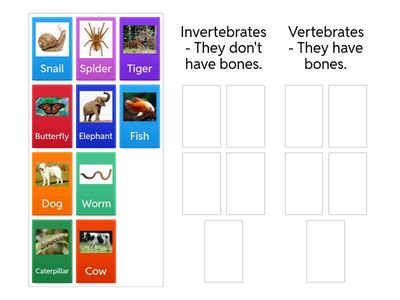 Invertebrates and Vertebrates Animals