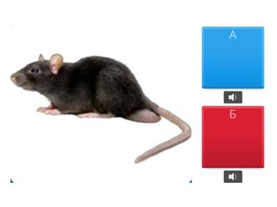  Диференціація Ш на слух