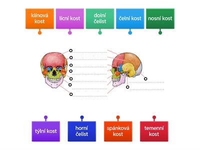 Kostra hlavy - popis