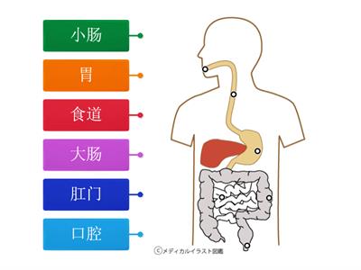 三年级科学 人体的消化器官