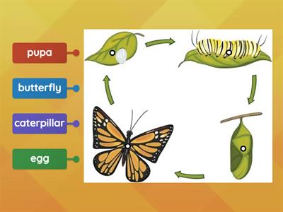 Life cycle of butterfly