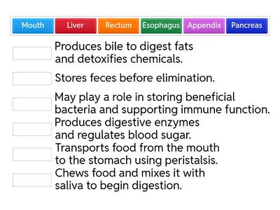 MYP 4 Digestive System