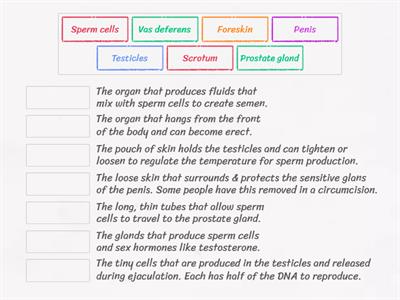 AAA TT - Male Anatomy Match-Up 