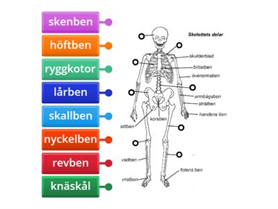 Skelettets delar