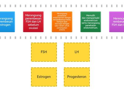 HORMON DALAM KITAR HAID DAN FUNGSI NYA