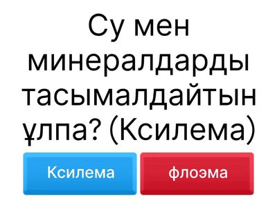 Ойын 3 флоэма ксилема
