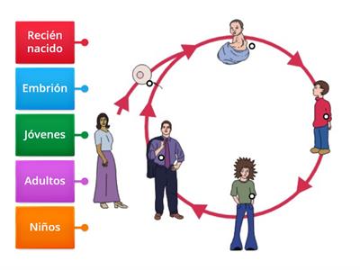 Ciclo de vida personas