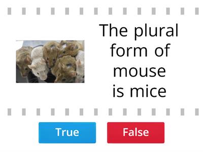 Singular and Plural Noun