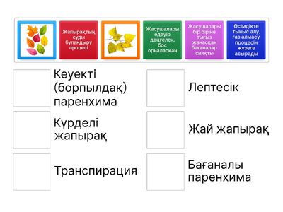 7-сынып. Жапырақтың құрылысы мен қызметі