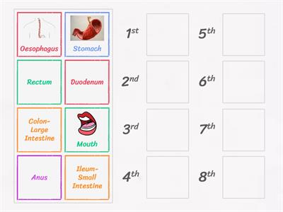 What Order Does Food travel through the Digestive System?