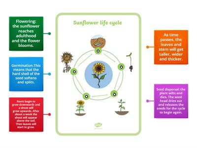 Sunflower life cycle