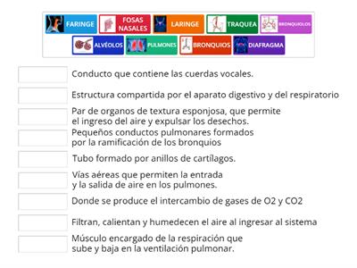 FUNCIÓN ESTRUCTURA SISTEMA RESPIRATORIO