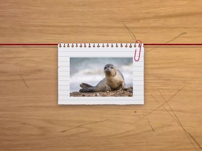 ЗВУК Л |автоматизація звуку Л| тварини птахи | @pedagog.romaniuk.iryna