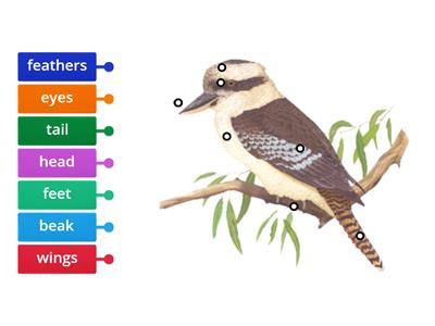 Label body parts of a kookaburra 