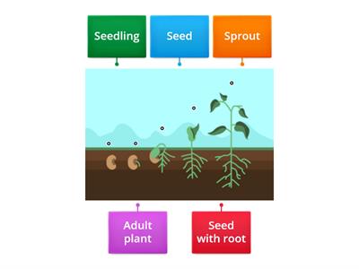 Plant Life Cycle