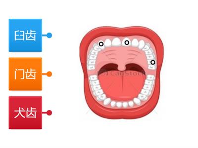 牙齿的种类