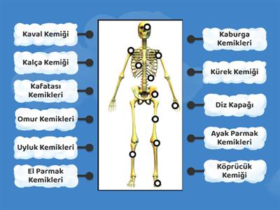 Destek Ve Hareket Sistemi