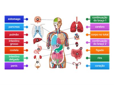 Aulas 16 e 17 de orgãos