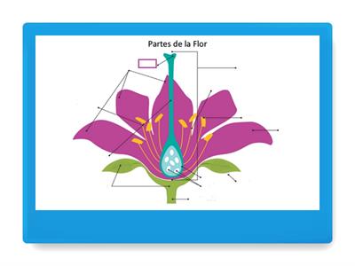 4° Grado Las Partes de la Flor