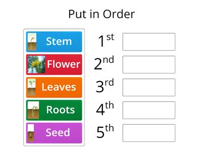 Life Cycle of a Plant