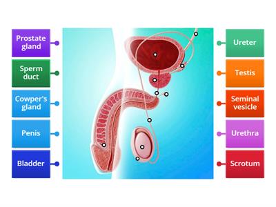 Male Reproductive System AC
